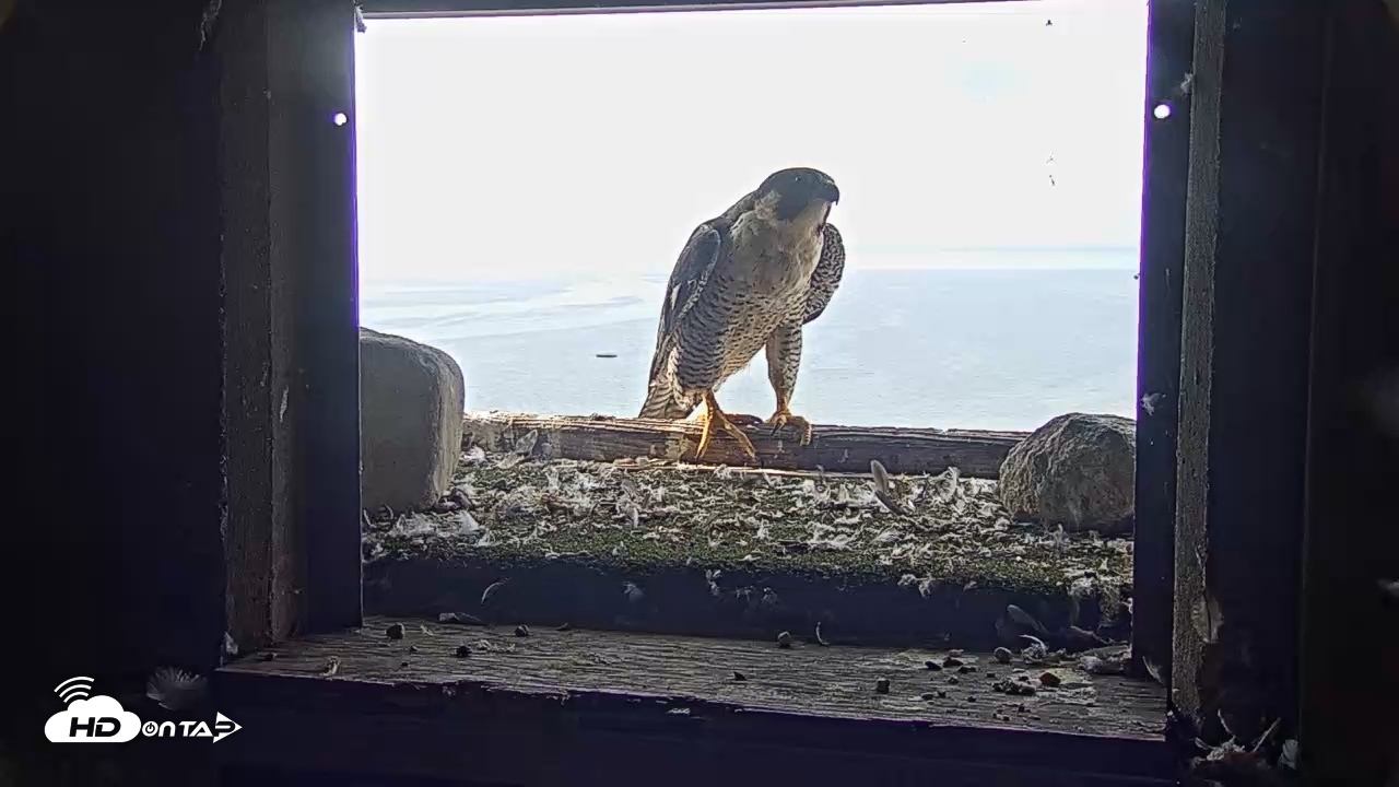 Snapshot of Briess Falcons Live Nest Cam taken Jul 31, 2026, 8:49am CDT