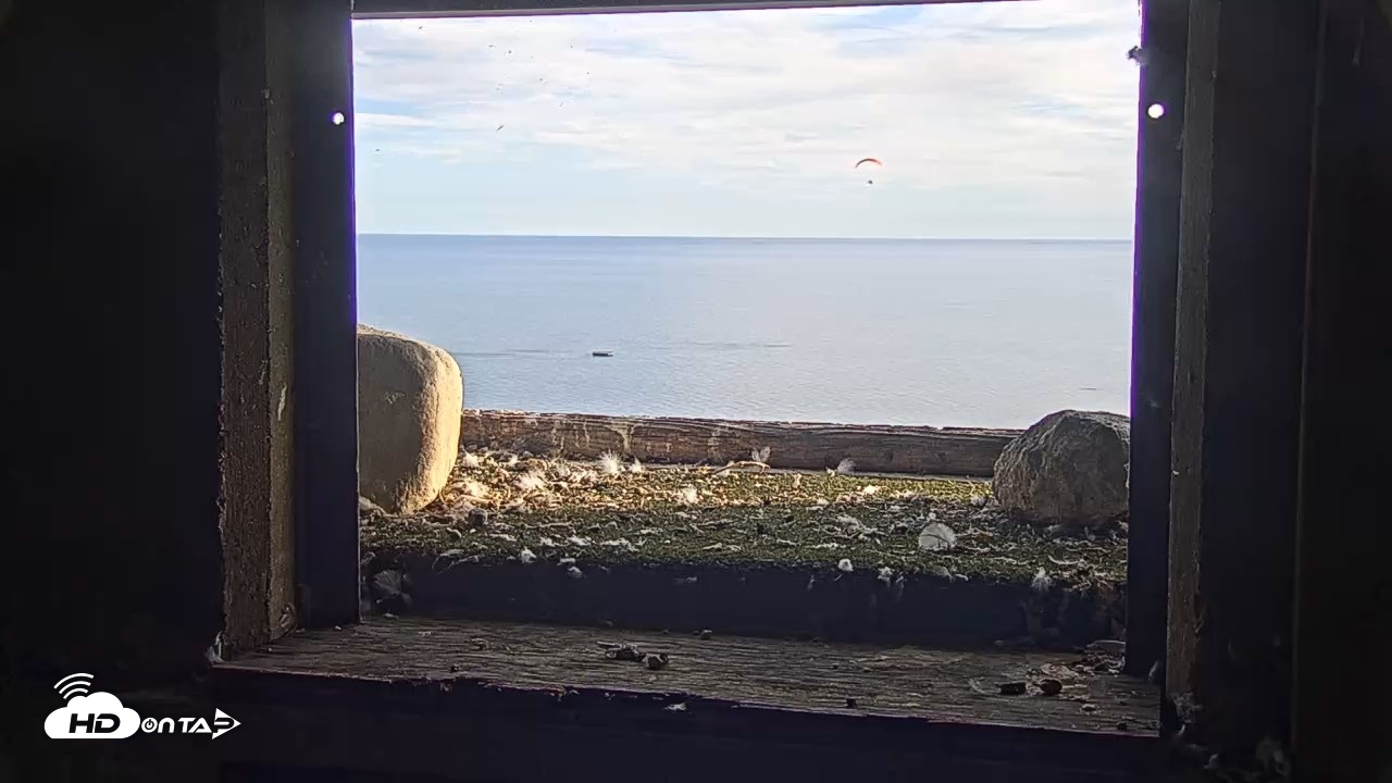 Snapshot of Briess Falcons Live Nest Cam taken Sep 27, 2026, 4:57pm CDT