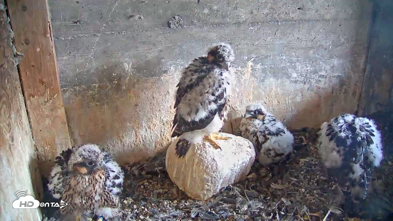 Snapshot of Briess Falcon Cam taken Jun 3, 2025, 6:01am CDT