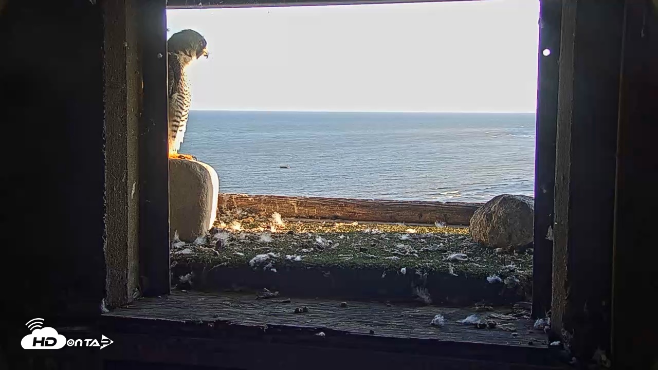 Snapshot of Briess Falcons Live Nest Cam taken Oct 6, 2026, 5:36pm CDT