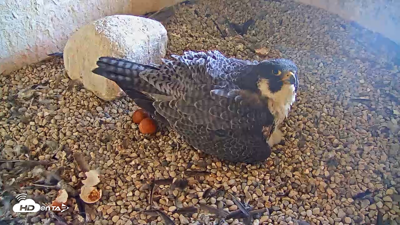 Snapshot of Briess Falcons Live Nest Cam taken May 5, 2026, 7:34am CDT