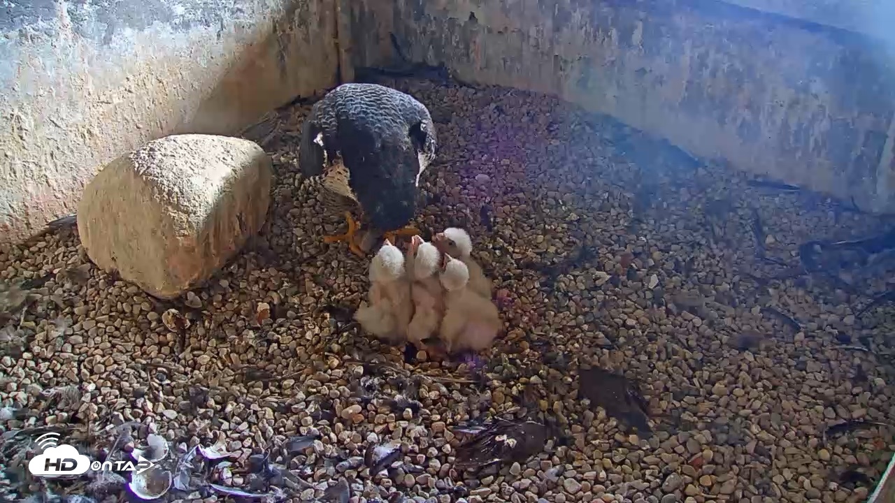 Snapshot of Briess Falcons Live Nest Cam taken May 8, 2026, 3:50pm CDT