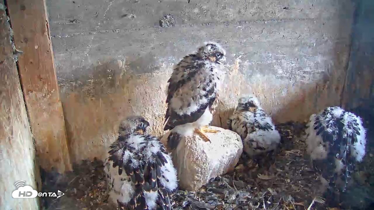 Snapshot of Briess Falcon Cam taken Jun 3, 2025, 6:00am CDT