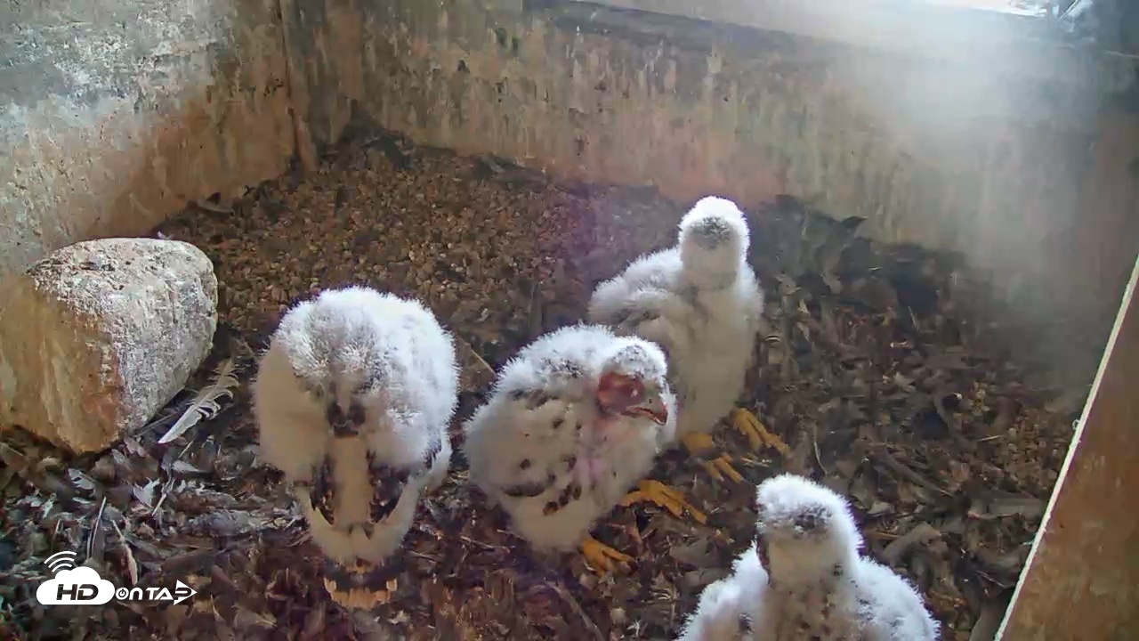 Snapshot of Briess Falcons Live Nest Cam taken May 28, 2026, 7:56pm CDT