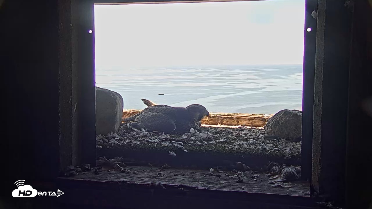 Snapshot of Briess Falcons Live Nest Cam taken Jun 27, 2026, 10:19am CDT