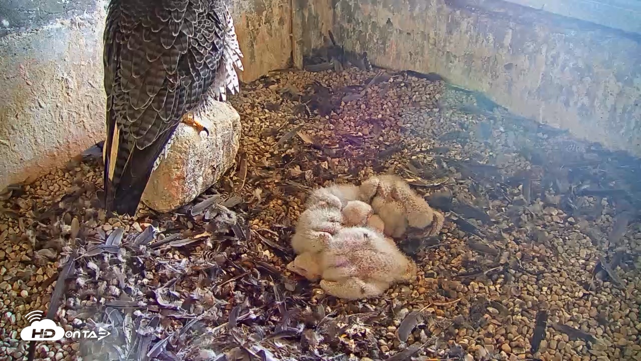 Snapshot of Briess Falcons Live Nest Cam taken May 15, 2026, 10:25am CDT