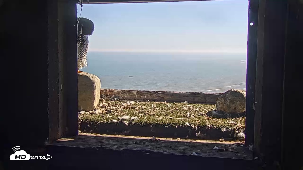 Snapshot of Briess Falcons Live Nest Cam taken Oct 11, 2026, 2:15pm CDT