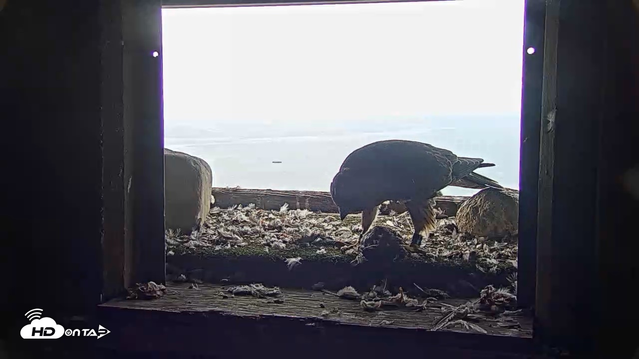 Snapshot of Briess Falcons Live Nest Cam taken Jun 22, 2026, 6:53am CDT