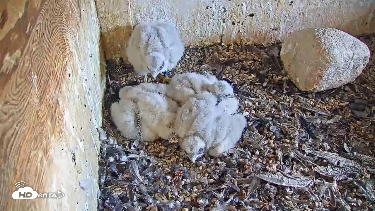 Snapshot of Briess Falcons Live Nest Cam taken May 22, 2026, 10:55am CDT