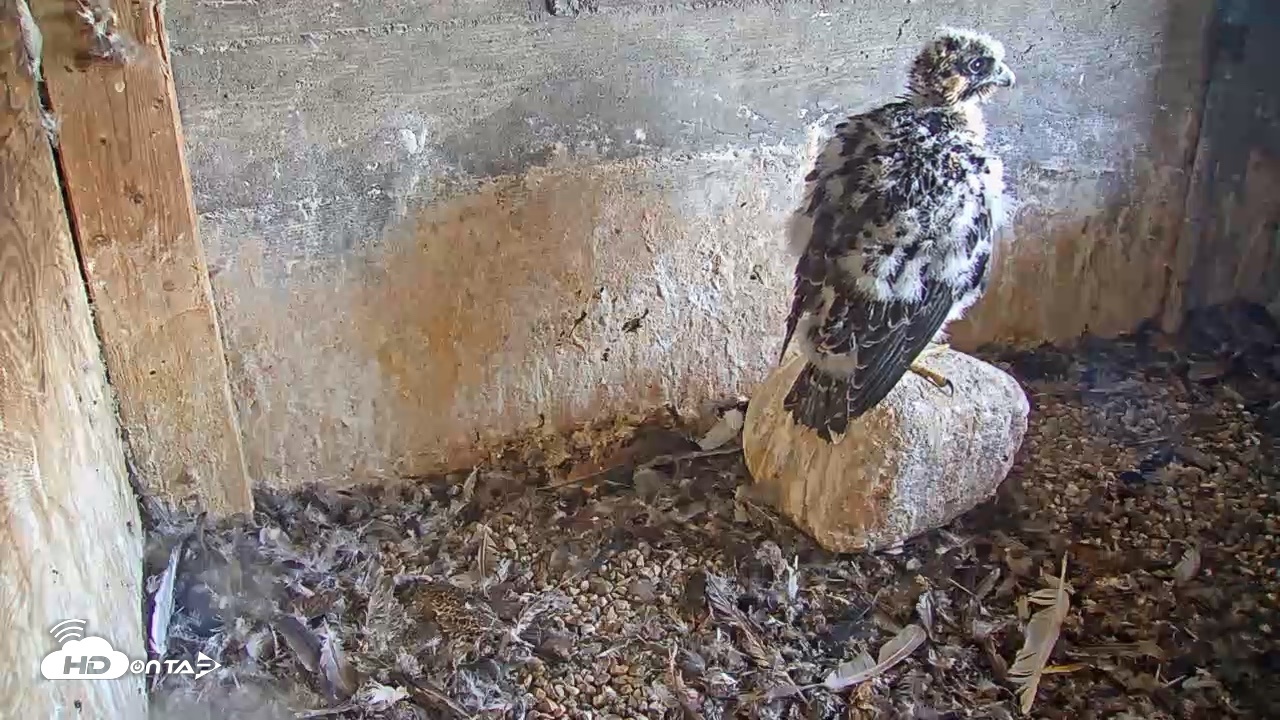 Snapshot of Briess Falcons Live Nest Cam taken Jun 4, 2026, 5:03pm CDT
