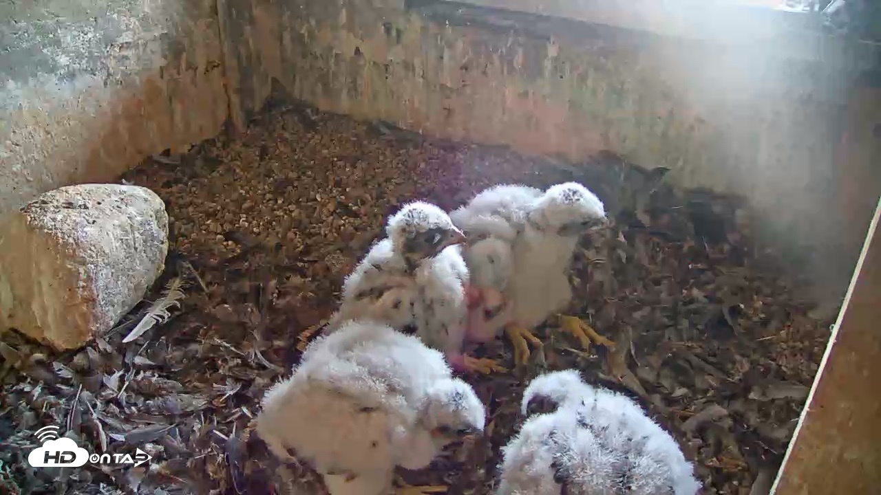 Snapshot of Briess Falcons Live Nest Cam taken May 28, 2026, 7:55pm CDT