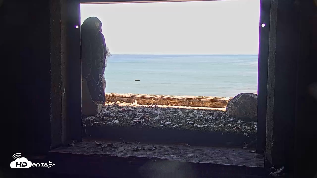 Snapshot of Briess Falcons Live Nest Cam taken Jun 19, 2026, 10:44am CDT