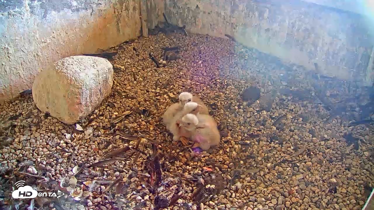 Snapshot of Briess Falcons Live Nest Cam taken May 11, 2026, 9:22am CDT