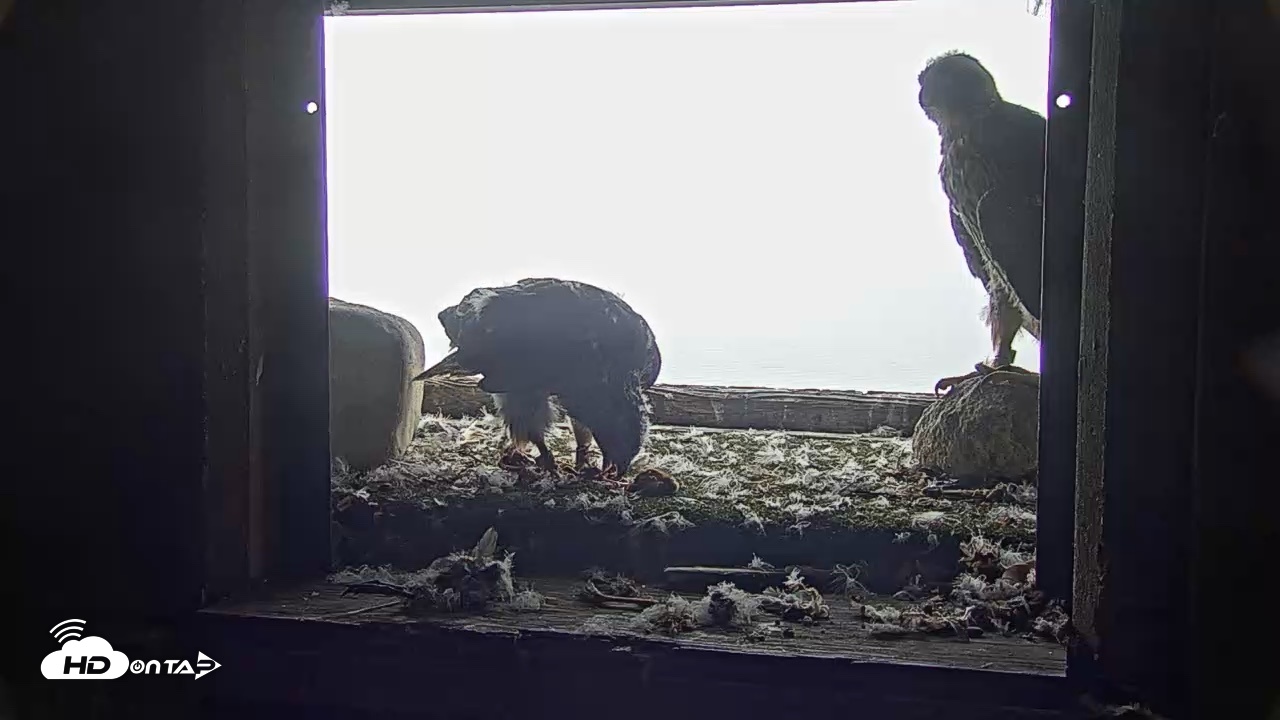 Snapshot of Briess Falcons Live Nest Cam taken Jun 9, 2026, 11:04am CDT
