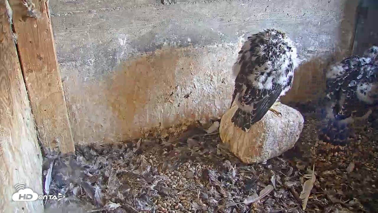 Snapshot of Briess Falcons Live Nest Cam taken Jun 4, 2026, 5:03pm CDT