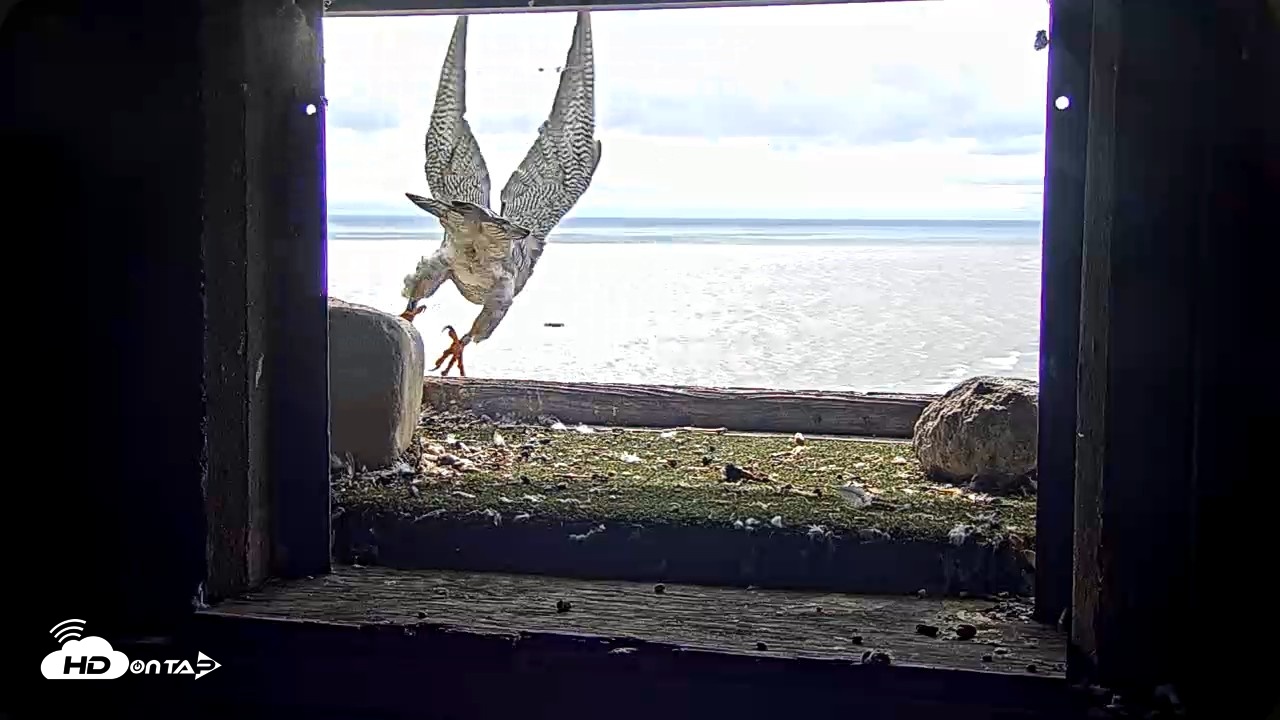 Snapshot of Briess Falcons Live Nest Cam taken Sep 20, 2026, 11:35am CDT