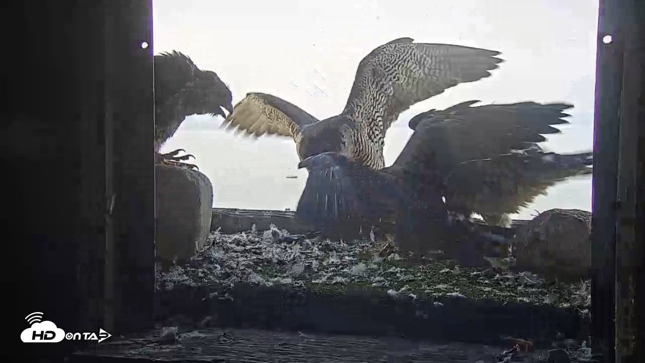 Snapshot of Briess Falcon Cam taken Jun 9, 2025, 6:09am CDT