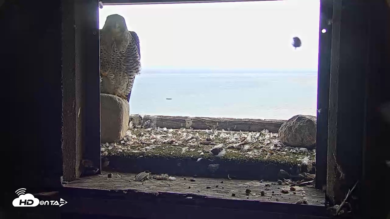 Snapshot of Briess Falcons Live Nest Cam taken Jul 25, 2026, 3:42pm CDT