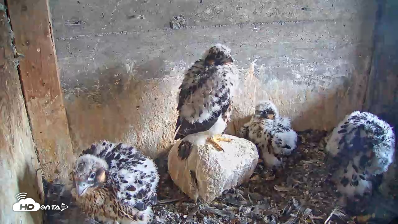 Snapshot of Briess Falcon Cam taken Jun 3, 2025, 5:59am CDT