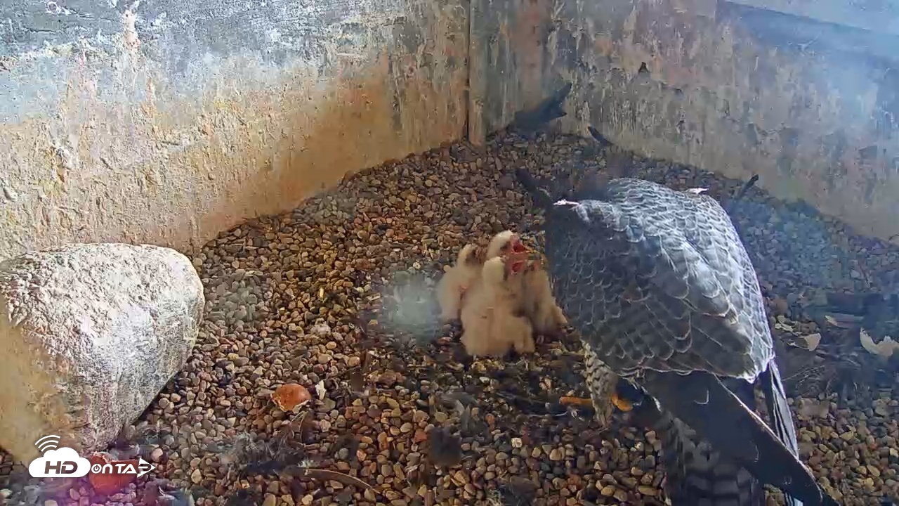 Snapshot of Briess Falcon Cam taken May 7, 2025, 10:50am CDT