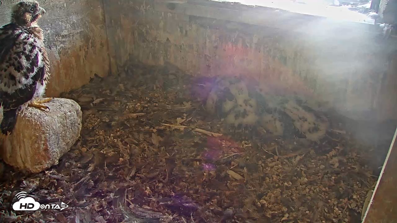 Snapshot of Briess Falcons Live Nest Cam taken Jun 3, 2026, 7:42am CDT