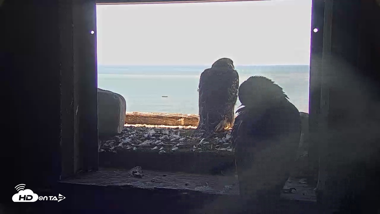 Snapshot of Briess Falcons Live Nest Cam taken Jun 12, 2026, 10:20am CDT