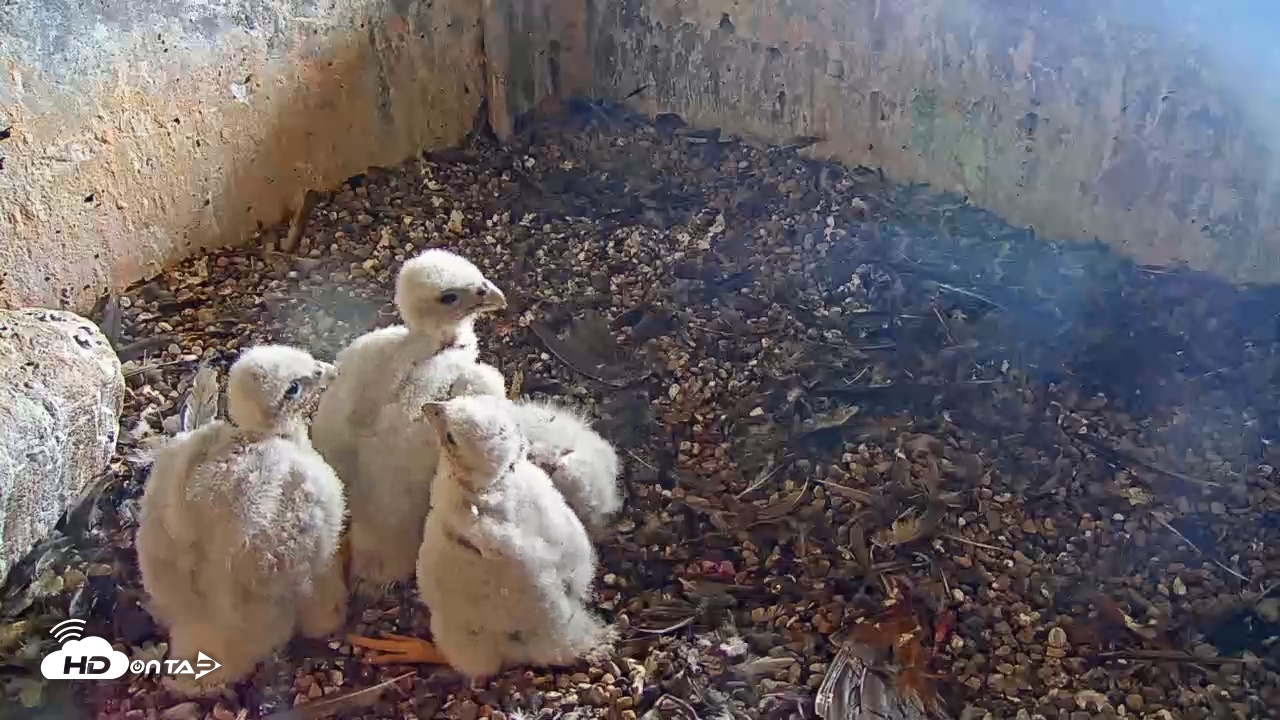 Snapshot of Briess Falcon Cam taken May 17, 2025, 2:42pm CDT