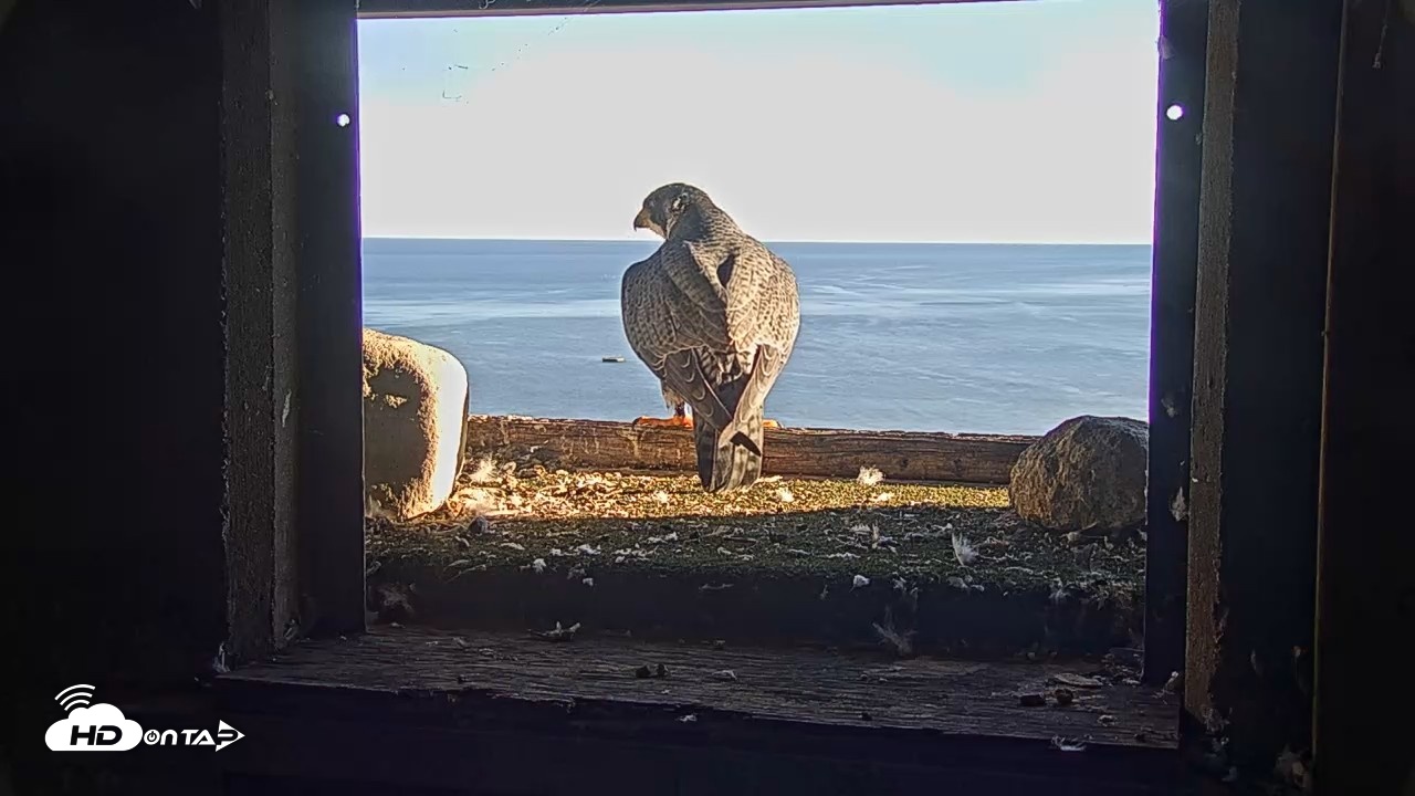 Snapshot of Briess Falcons Live Nest Cam taken Oct 2, 2026, 5:01pm CDT
