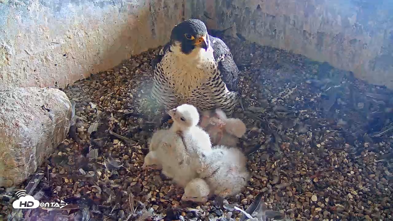 Snapshot of Briess Falcon Cam taken May 14, 2025, 7:02am CDT
