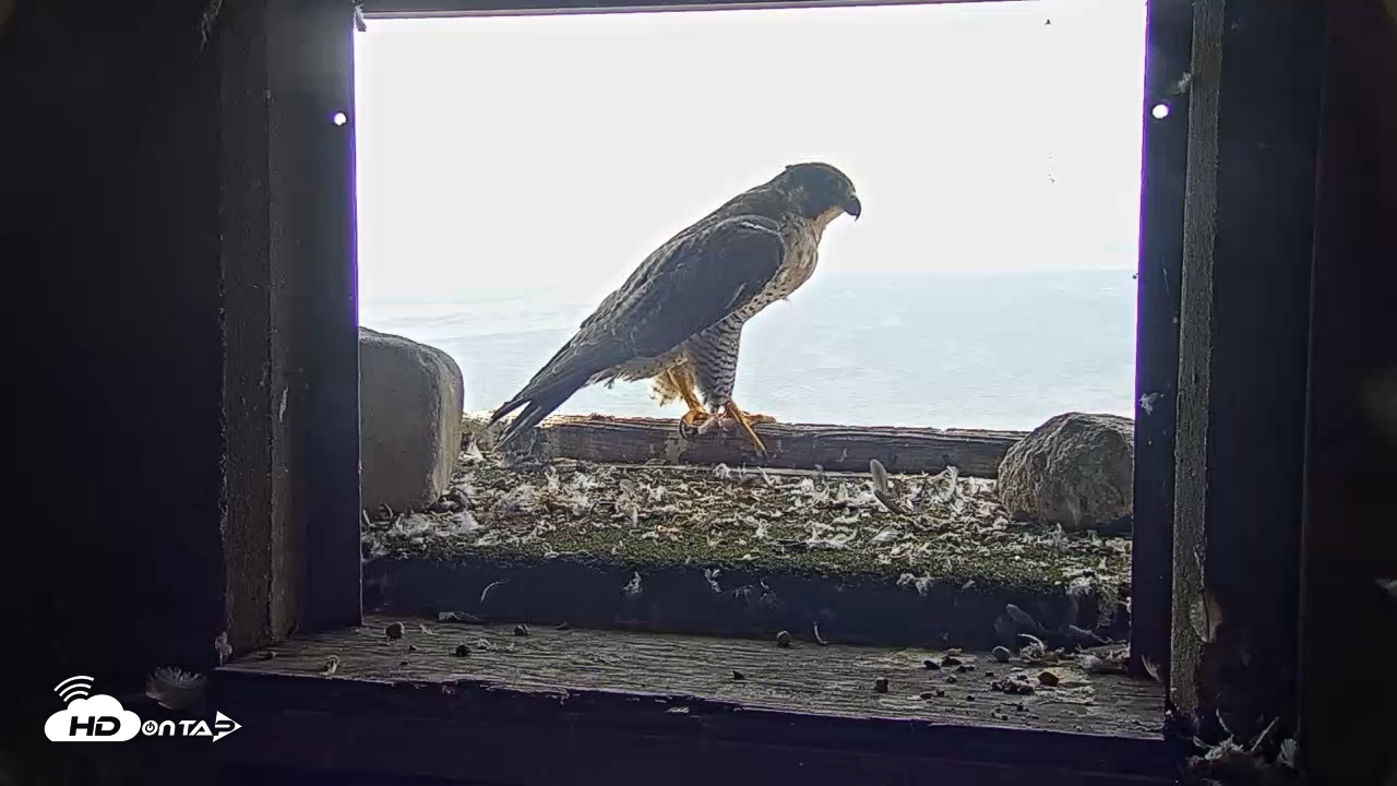 Snapshot of Briess Falcons Live Nest Cam taken Jul 31, 2026, 8:49am CDT