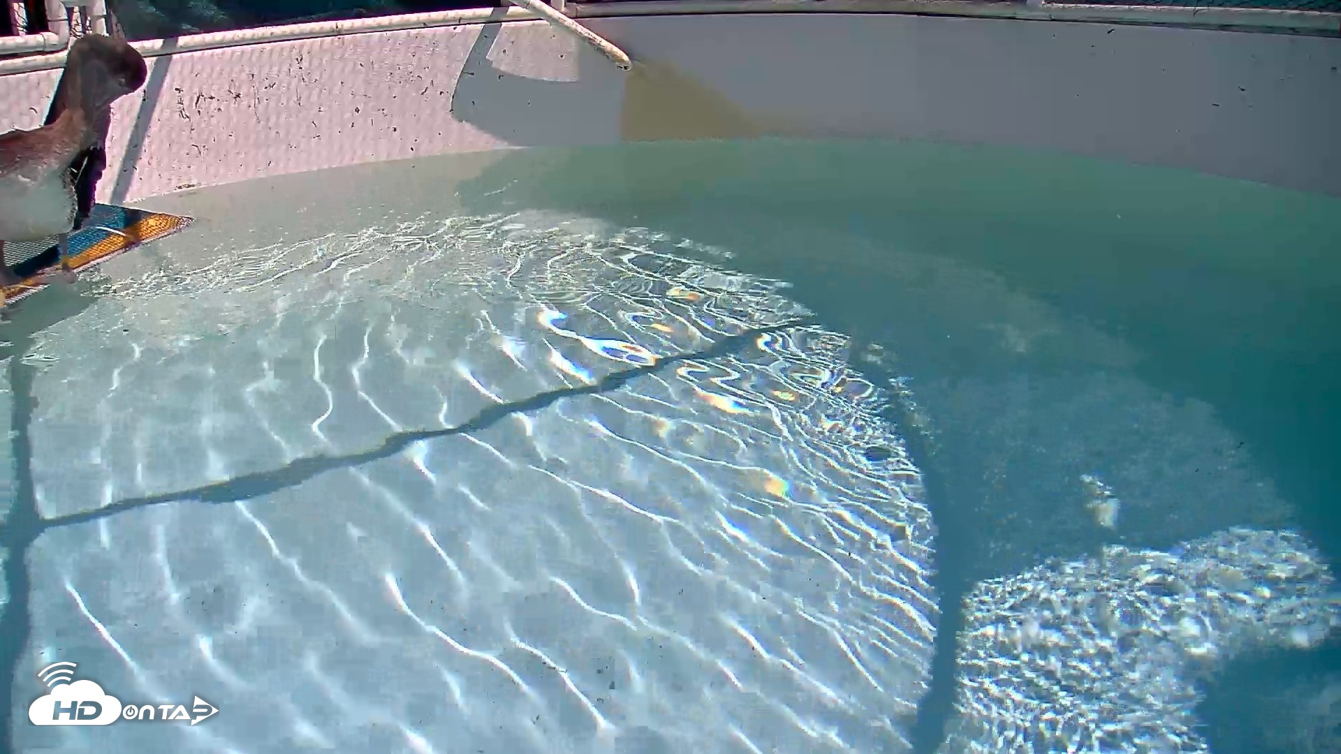 Snapshot of Bird Rehabilitation Pool Live Webcam taken Sep 9, 2026, 11:31am PDT