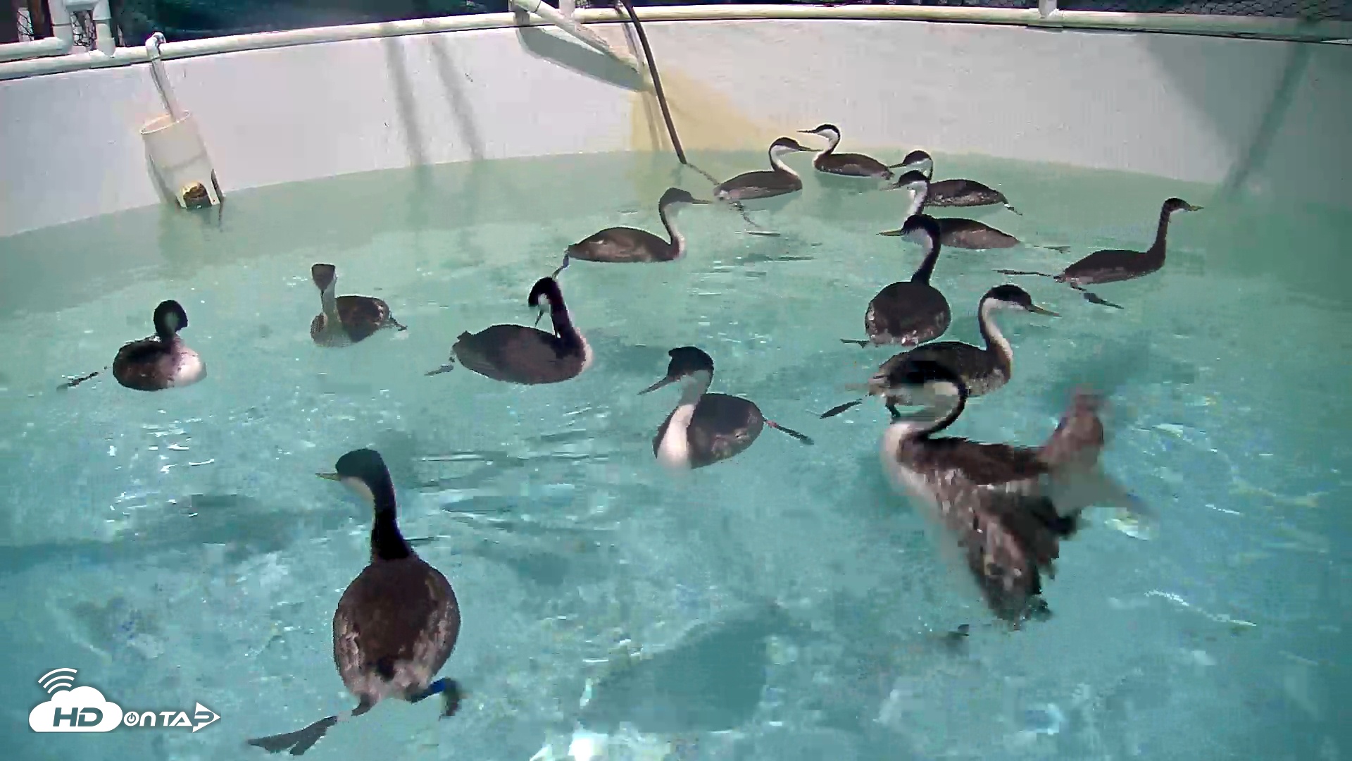 Snapshot of Bird Rehabilitation Pool Live Webcam taken Nov 22, 2025, 5:58pm PST