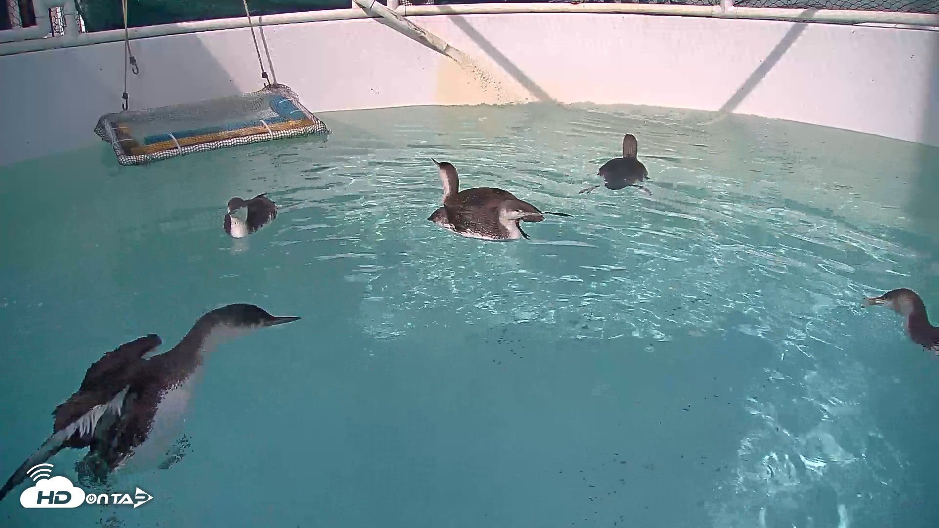 Snapshot of Bird Rehabilitation Pool Live Webcam taken Mar 29, 2025, 4:04pm PDT