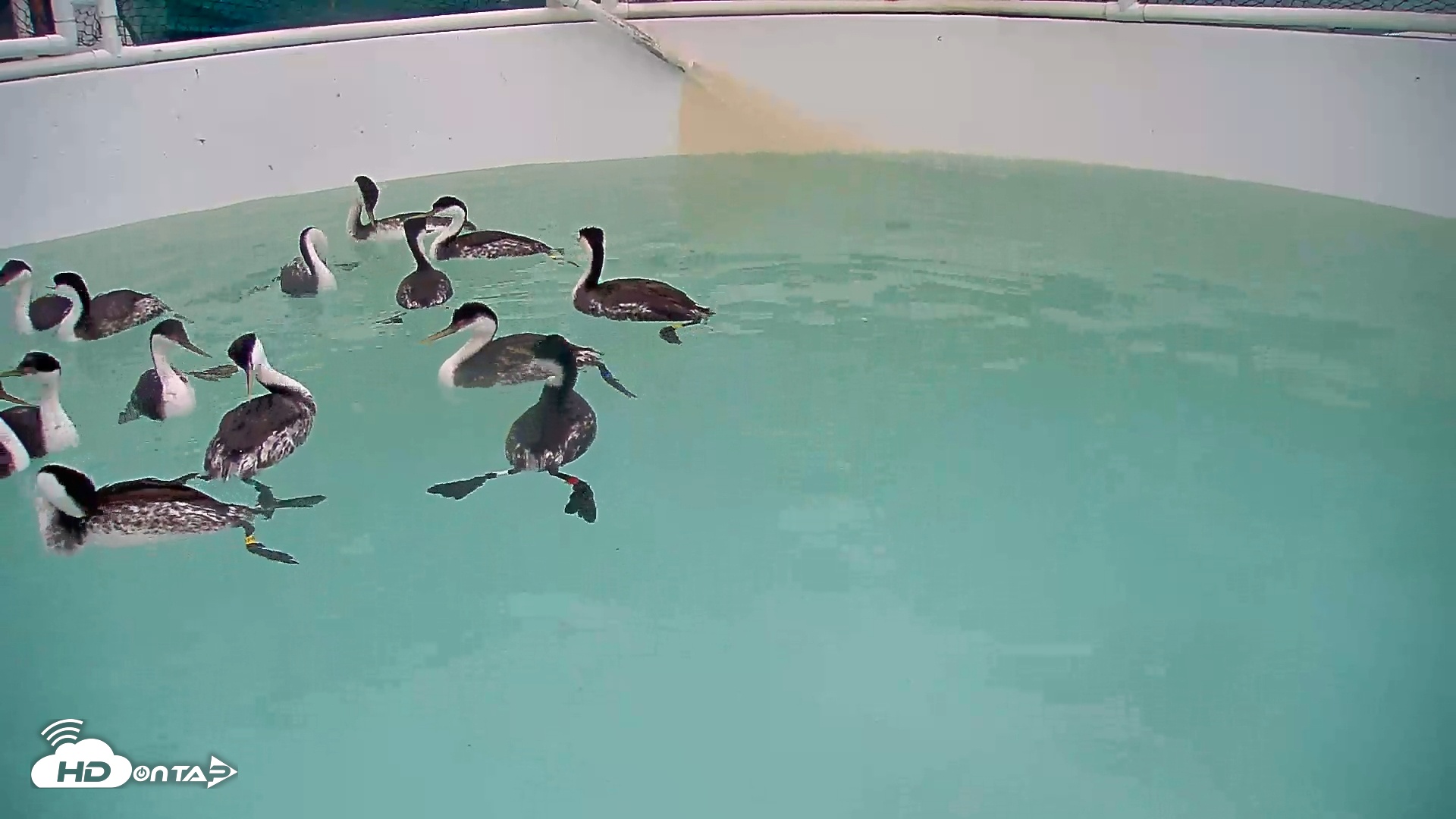 Snapshot of Bird Rehabilitation Pool Live Webcam taken Nov 11, 2025, 11:07am PST