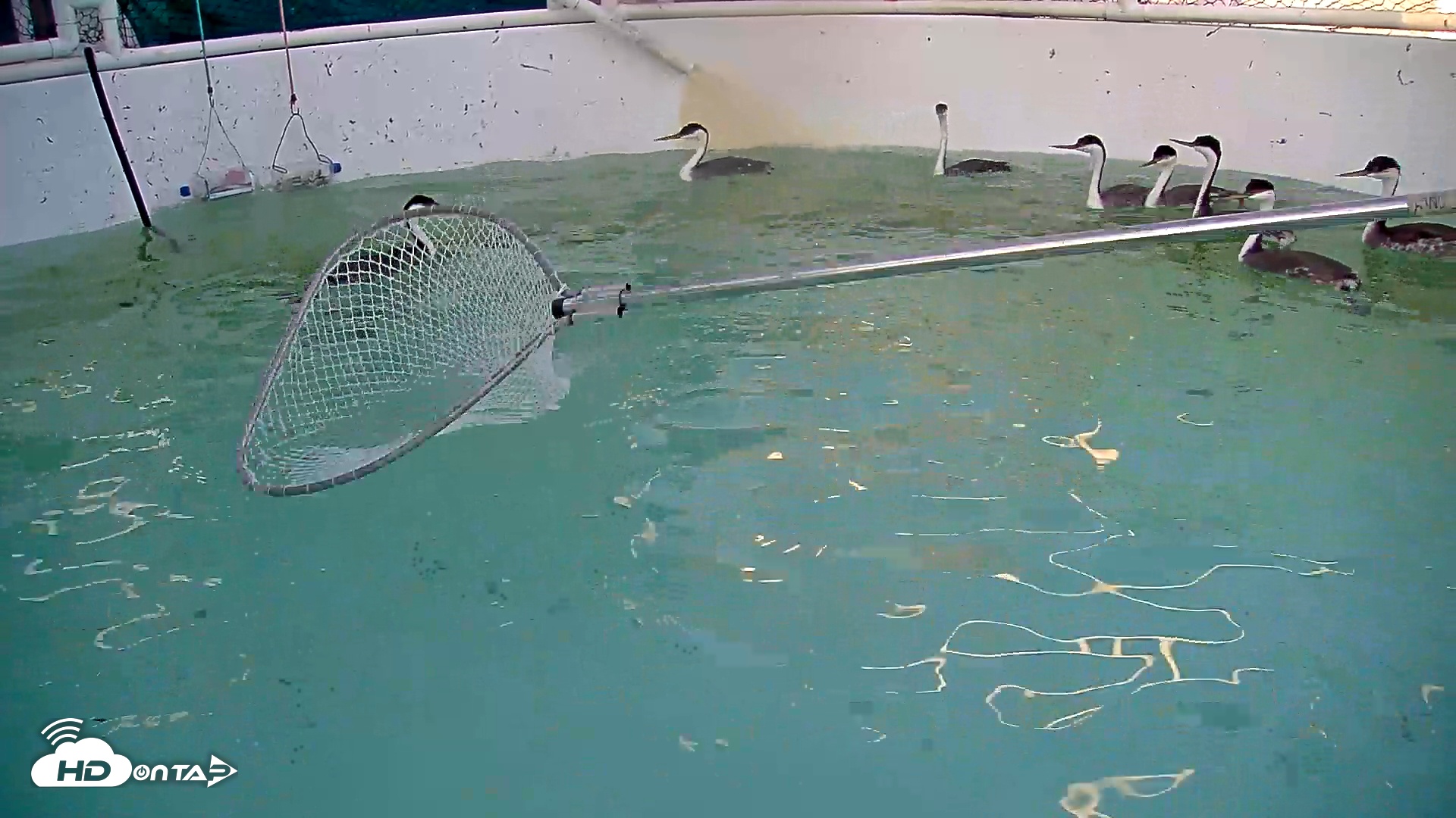Snapshot of Bird Rehabilitation Pool Live Webcam taken Feb 20, 2026, 4:54pm PST