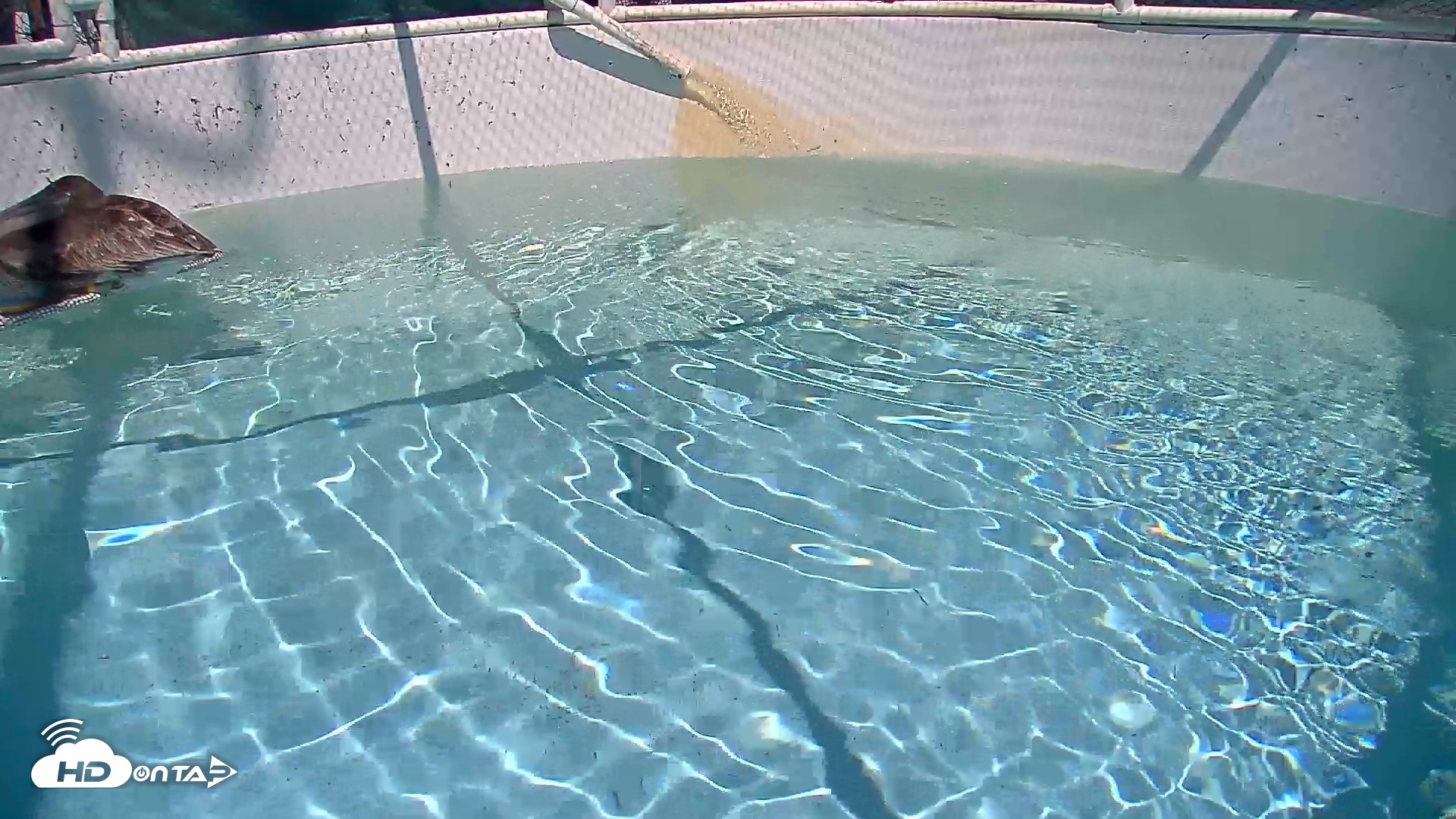 Snapshot of Bird Rehabilitation Pool Live Webcam taken Sep 11, 2026, 1:42pm PDT
