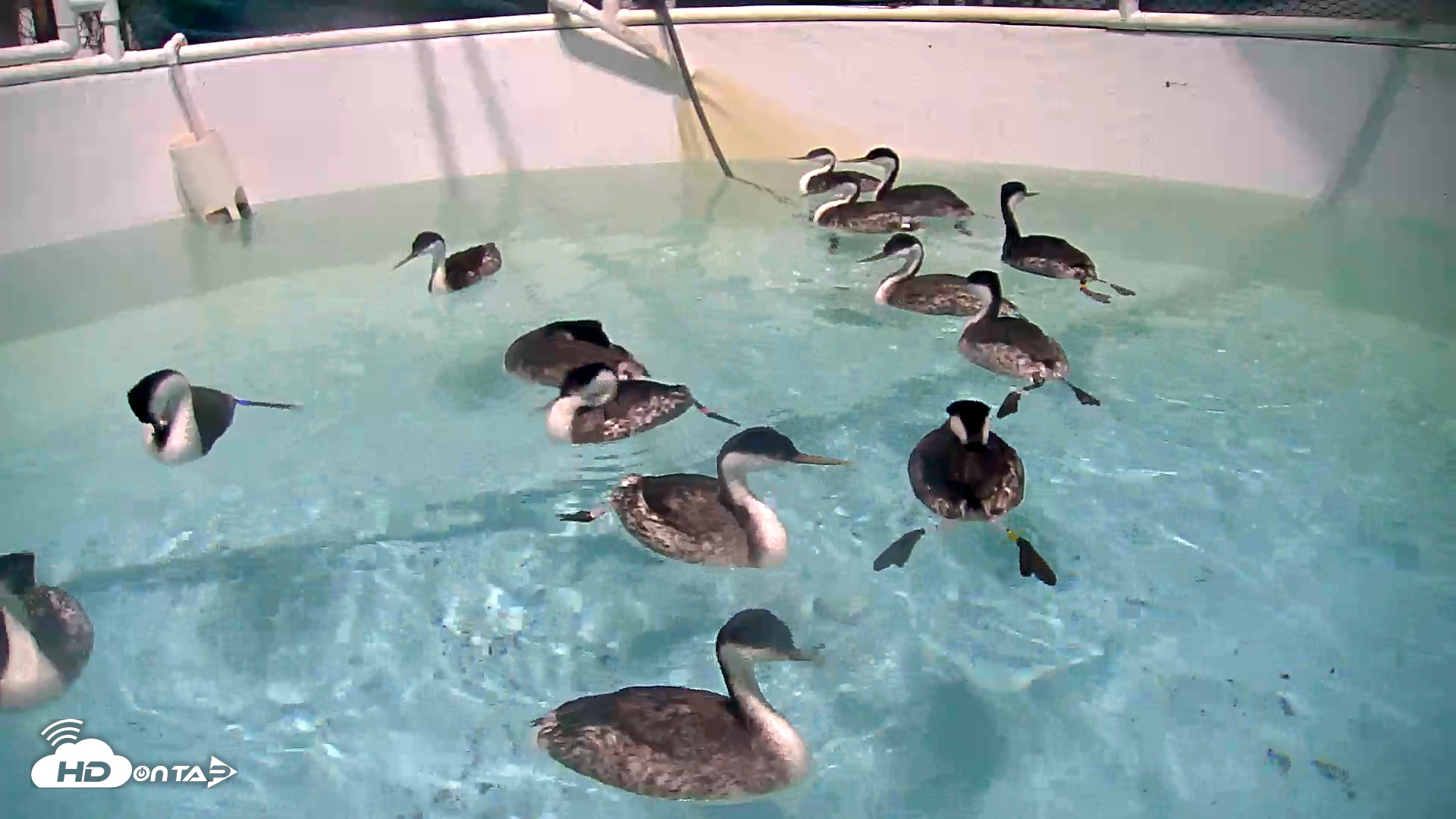 Snapshot of Bird Rehabilitation Pool Live Webcam taken Dec 1, 2025, 7:52pm PST