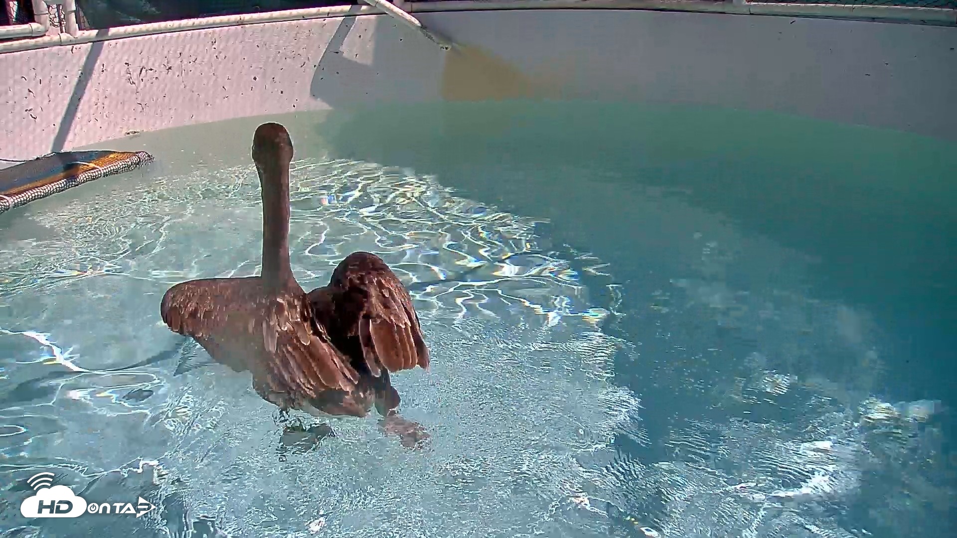 Snapshot of Bird Rehabilitation Pool Live Webcam taken Sep 9, 2026, 11:16am PDT