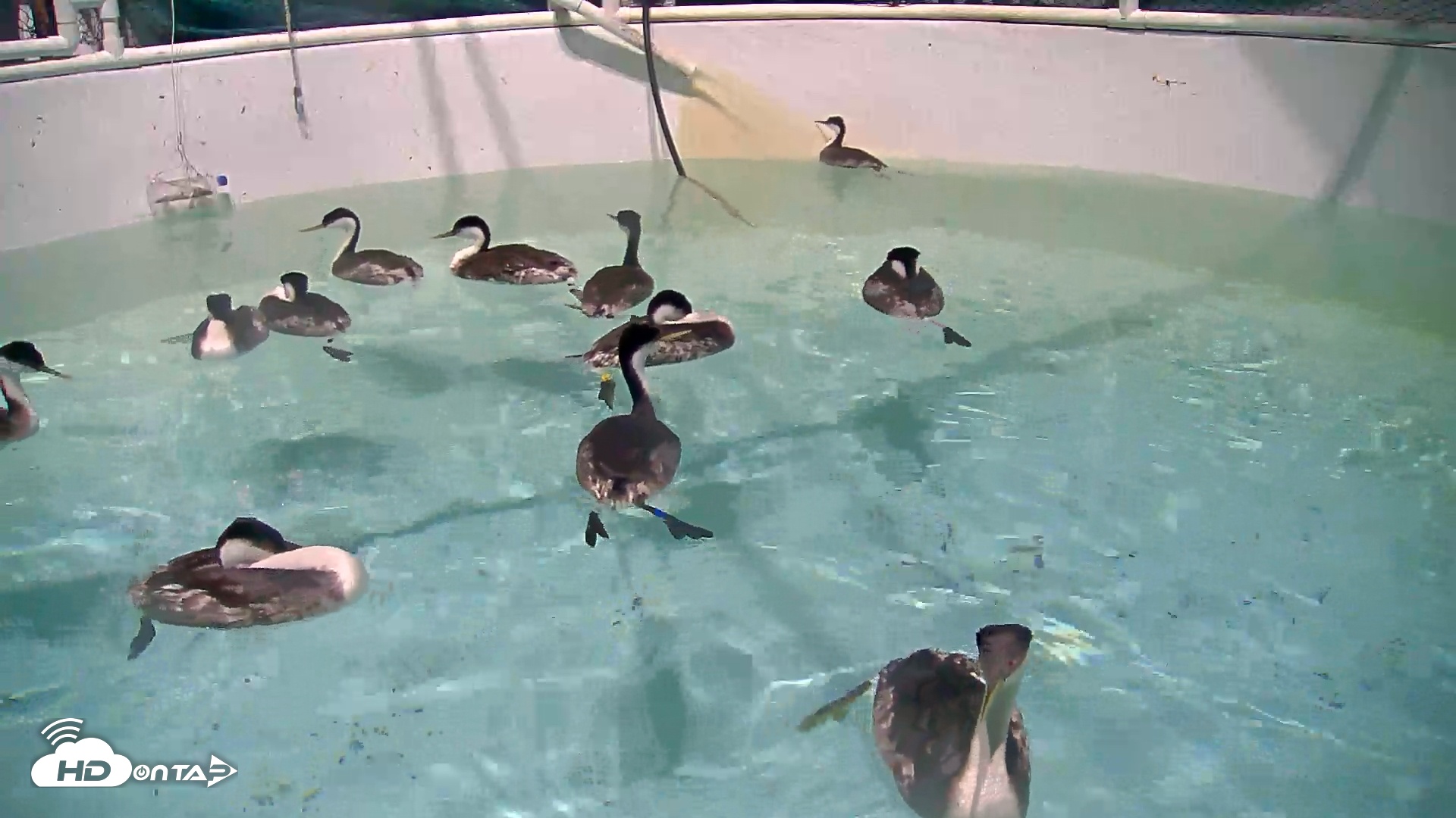 Snapshot of Bird Rehabilitation Pool Live Webcam taken Dec 9, 2025, 5:42pm PST