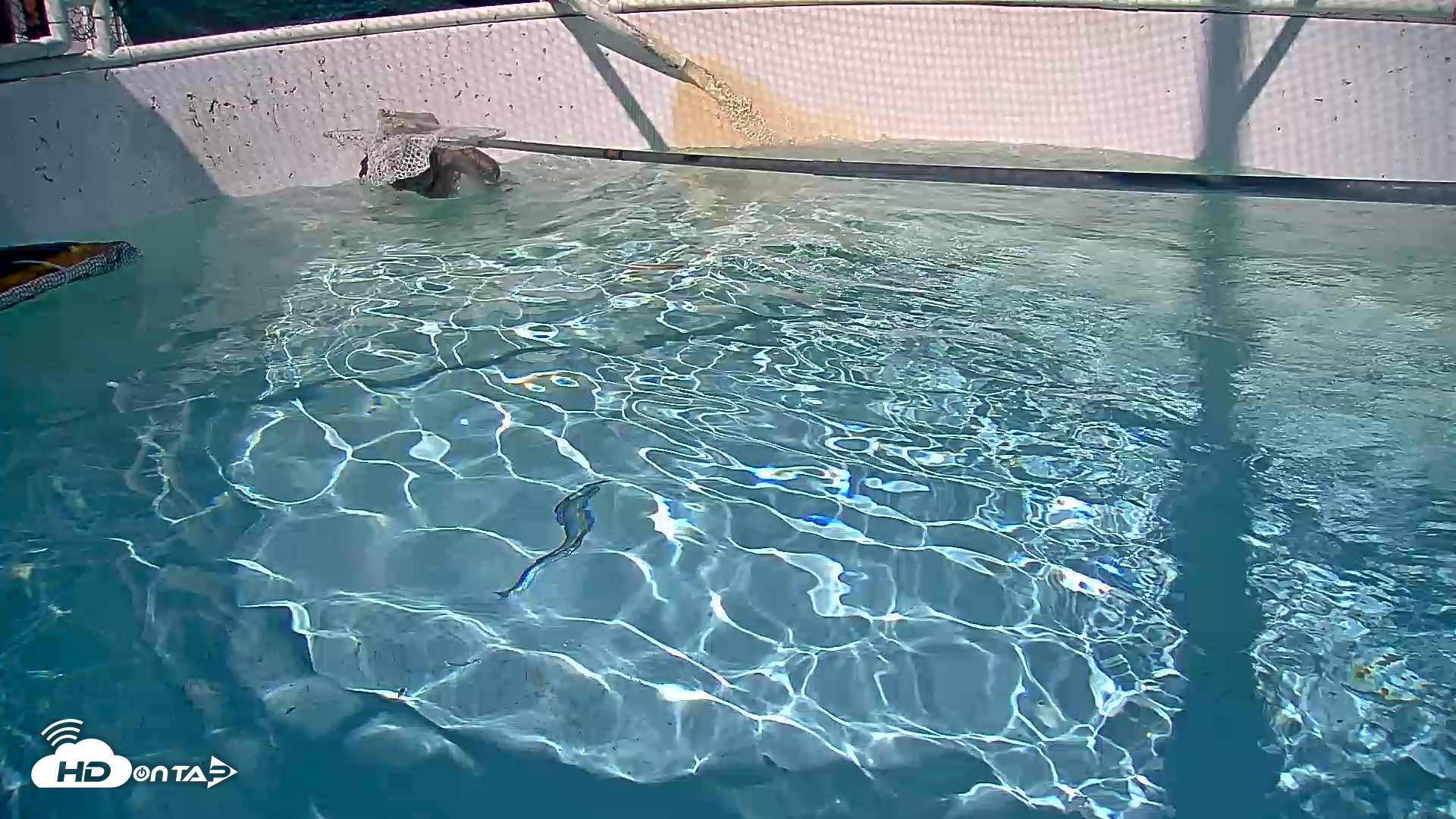 Snapshot of Bird Rehabilitation Pool Live Webcam taken Sep 1, 2026, 3:13pm PDT