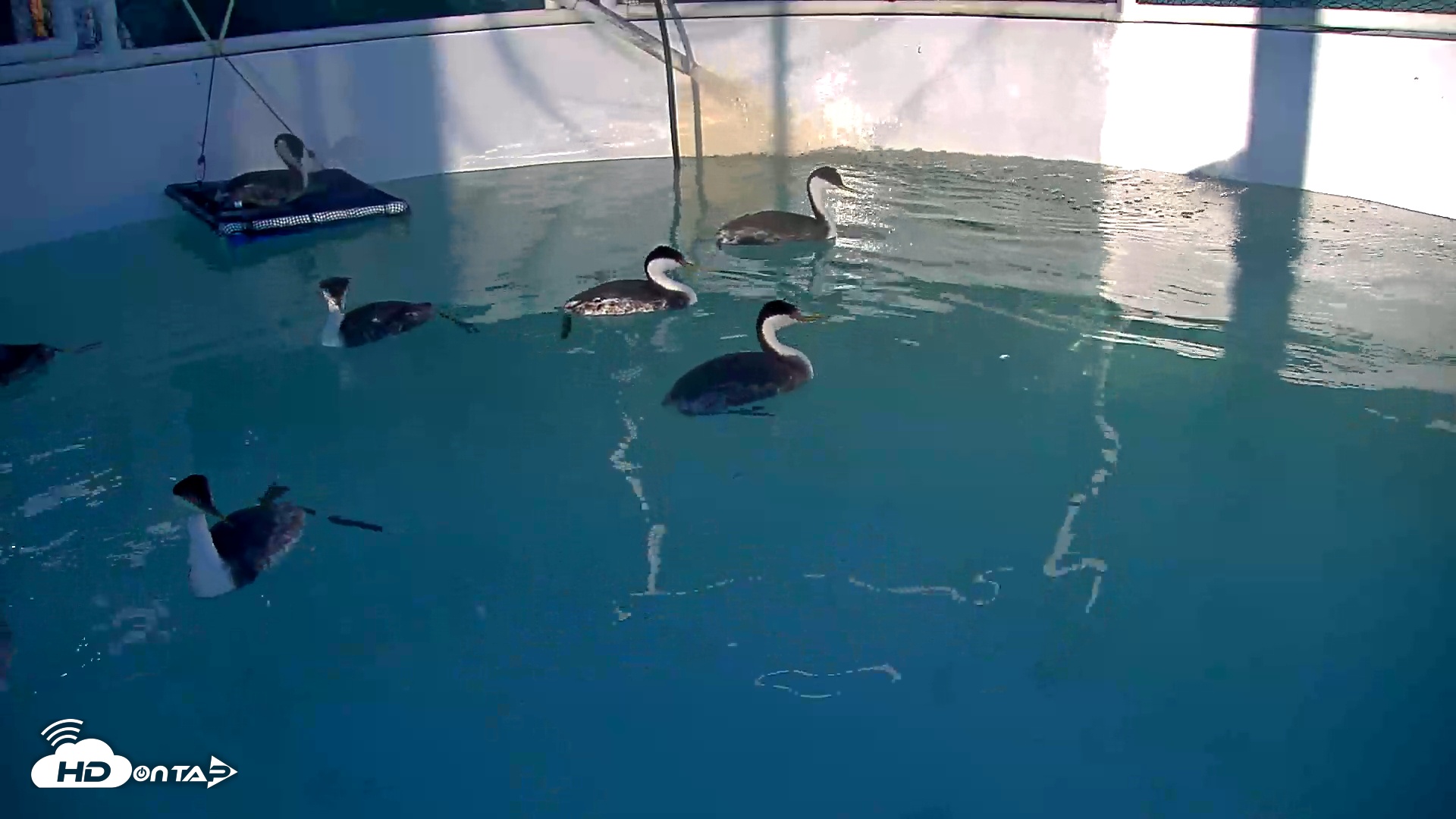 Snapshot of Bird Rehabilitation Pool Live Webcam taken Nov 9, 2025, 3:52pm PST