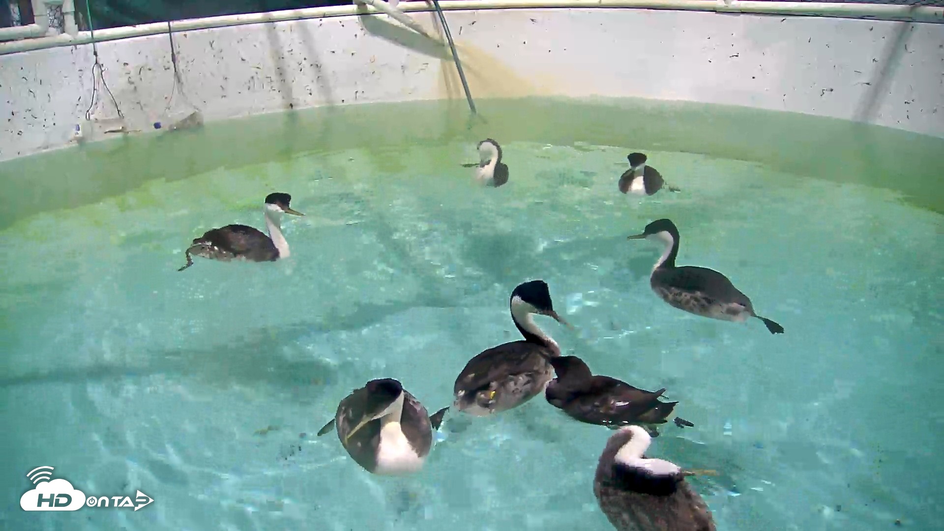 Snapshot of Bird Rehabilitation Pool Live Webcam taken Apr 22, 2026, 8:50pm PDT