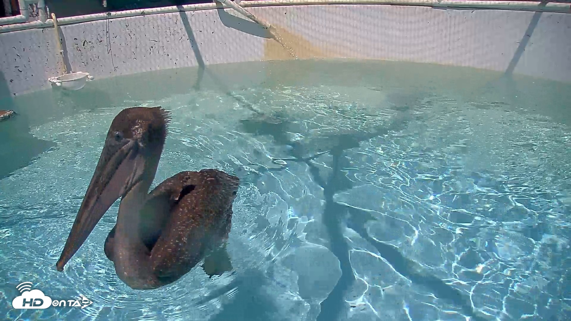 Snapshot of Bird Rehabilitation Pool Live Webcam taken Aug 12, 2026, 2:21pm PDT