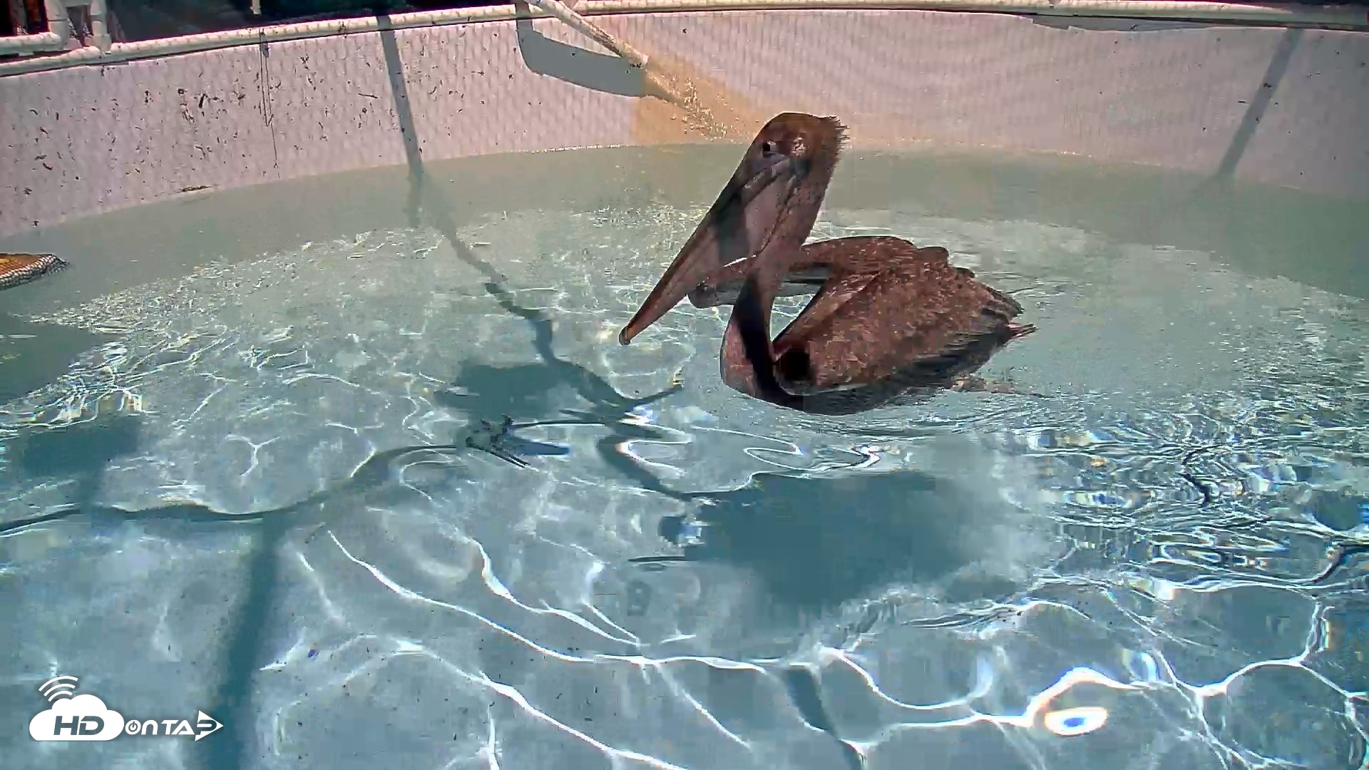 Snapshot of Bird Rehabilitation Pool Live Webcam taken Aug 14, 2026, 1:47pm PDT