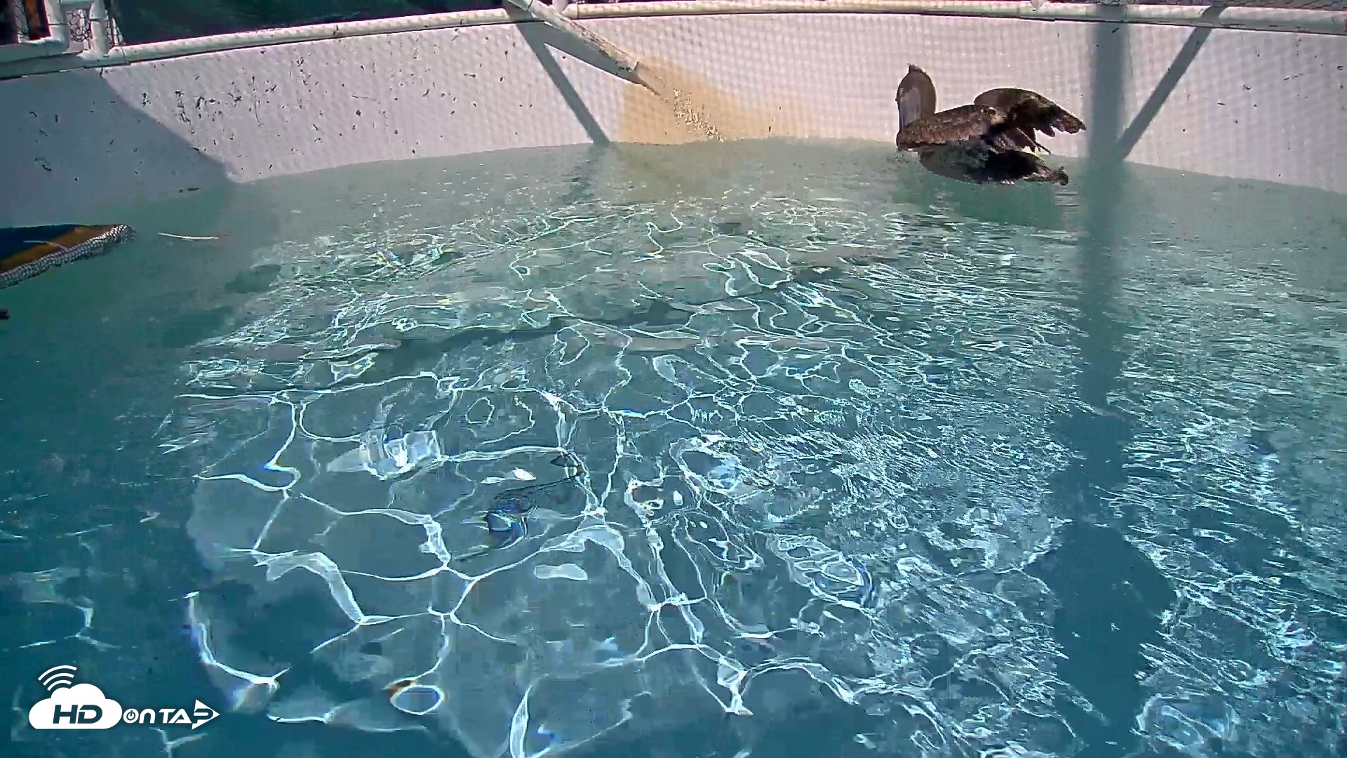 Snapshot of Bird Rehabilitation Pool Live Webcam taken Sep 1, 2026, 3:11pm PDT