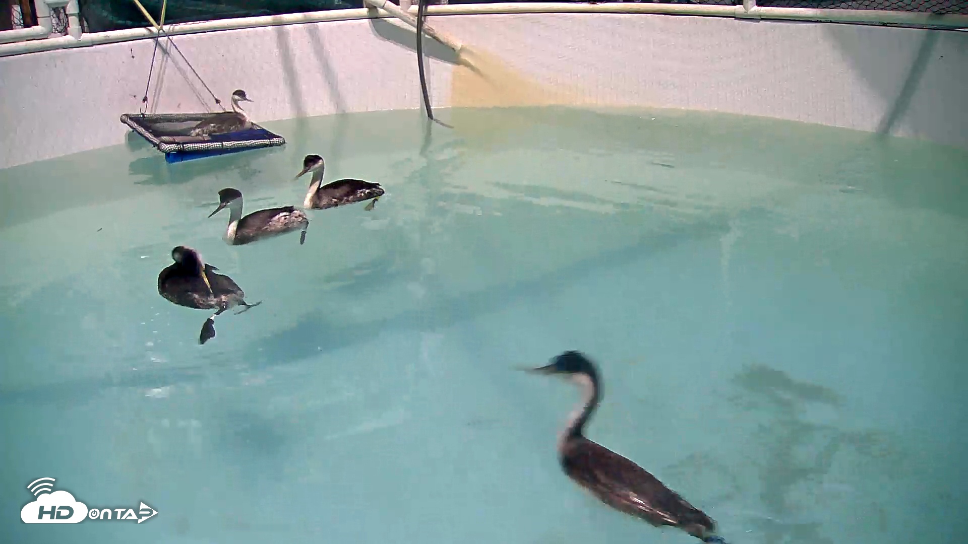 Snapshot of Bird Rehabilitation Pool Live Webcam taken Nov 8, 2025, 5:32pm PST