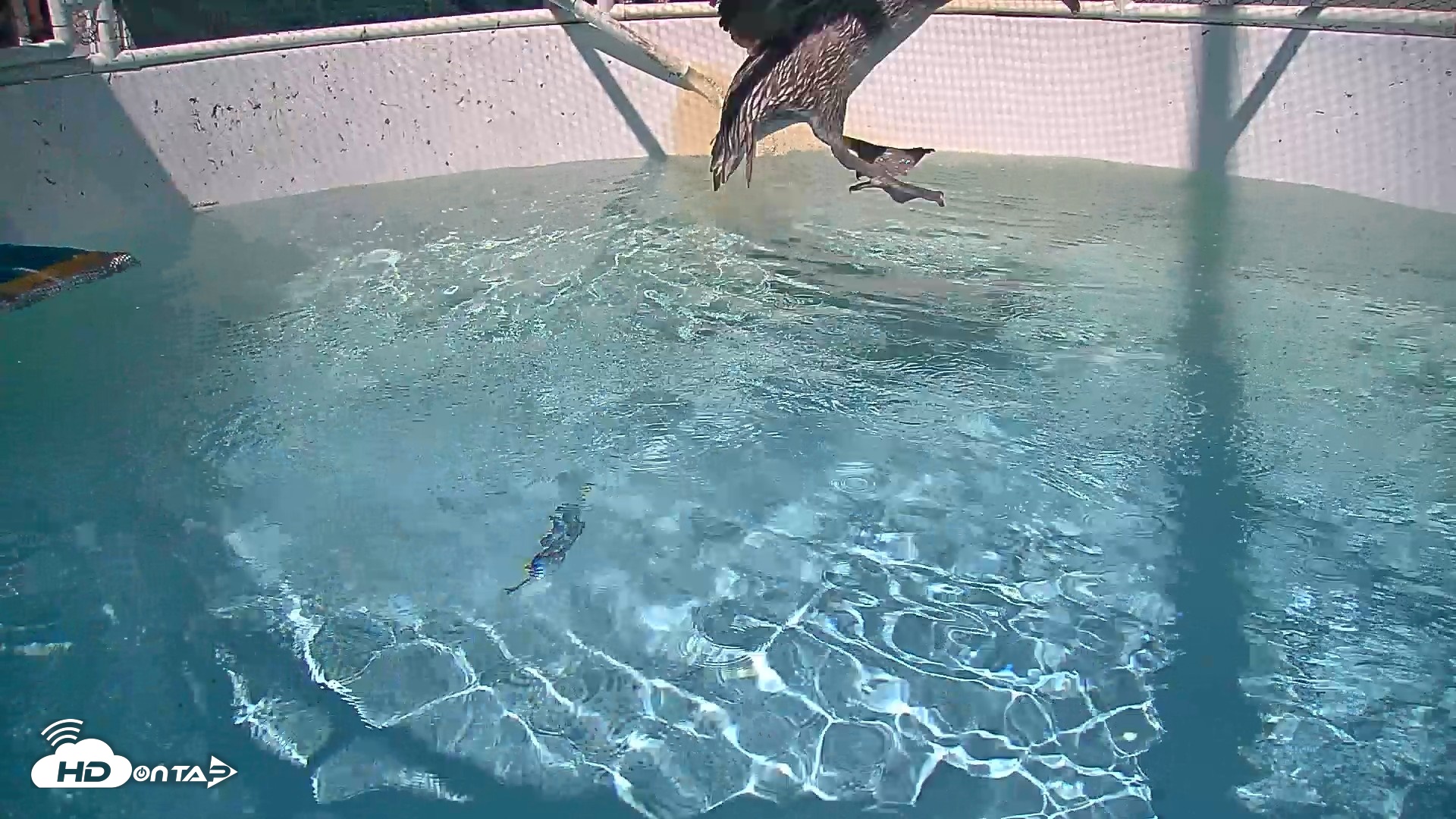 Snapshot of Bird Rehabilitation Pool Live Webcam taken Sep 1, 2026, 3:13pm PDT