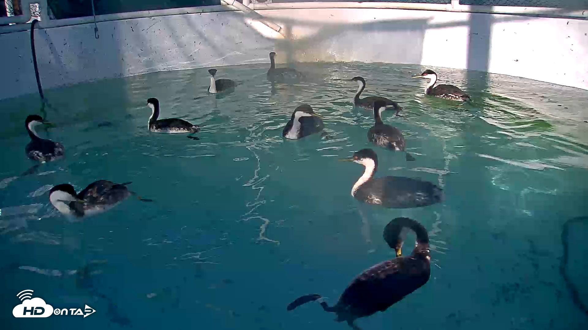Snapshot of Bird Rehabilitation Pool Live Webcam taken Feb 4, 2026, 4:01pm PST