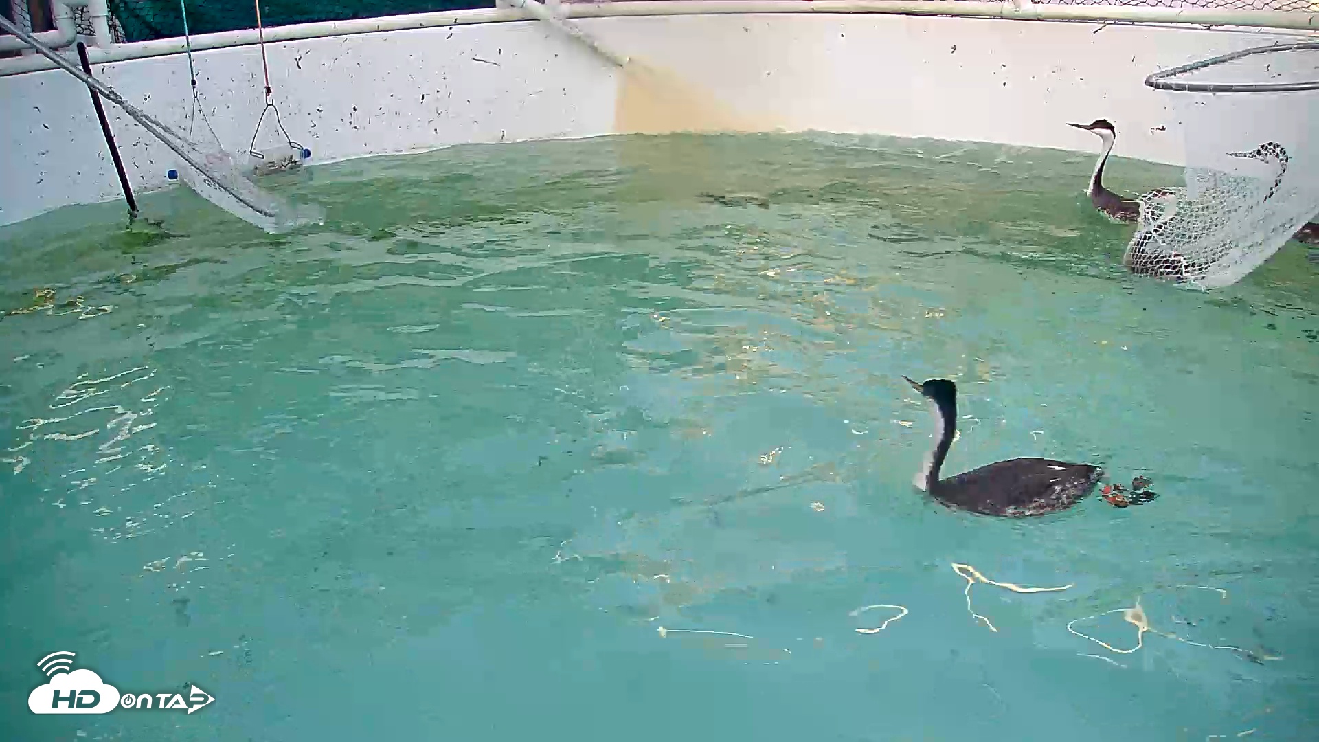 Snapshot of Bird Rehabilitation Pool Live Webcam taken Feb 20, 2026, 4:56pm PST
