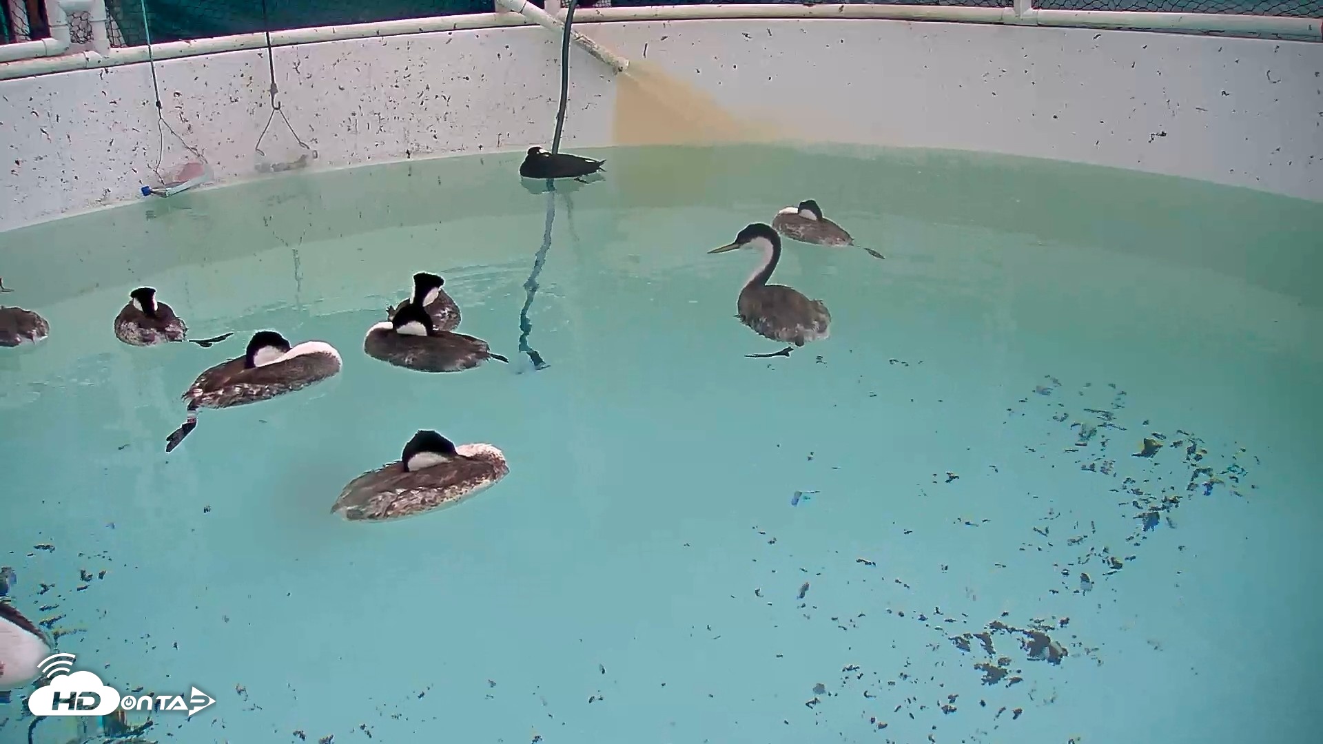 Snapshot of Bird Rehabilitation Pool Live Webcam taken Apr 10, 2026, 11:52am PDT